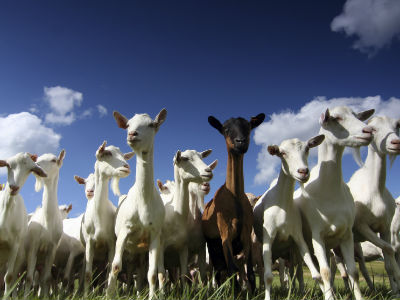 goats-med.jpg