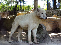 vukovi-bg-zoo.jpg