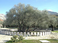 maslina.jpg