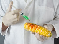 573030_gmo-cornjpg