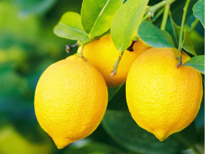 608716_jules-lemon-cleanerjpg