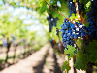 696110_purple-grapes-553463960720jpg