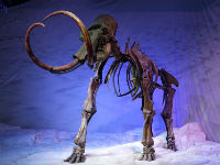 775440_mammoth-2242551960720jpg