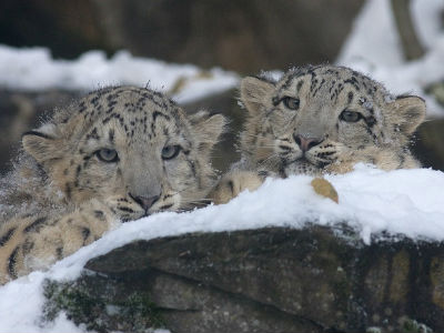 790810_snow-leopard-725385960720jpg