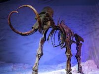 833341_mammoth-2242551960720jpg