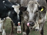 881310_livestock-3251253960720jpg