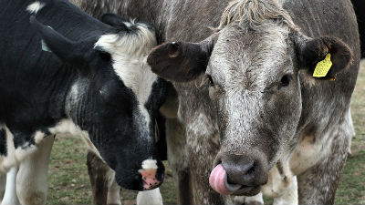 881311_livestock-3251253960720jpg