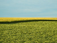 894165_farm-field-2642467960720jpg