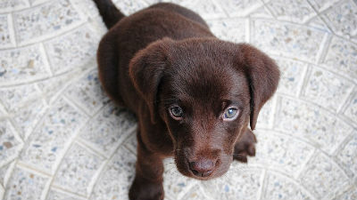 896049_labradorjpg