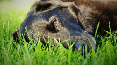 900232_dog-3387978960720jpg