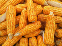 935238_corn-1726017960720jpg