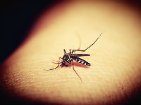 953449_mosquitoe-1548975960720jpg