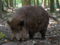 961537_mammal-3036549960720jpg