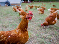 1015406_chicken-1682236960720jpg