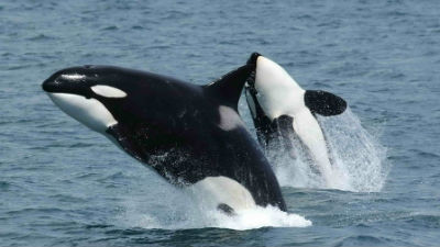 1026223_killer-whales-591130960720jpg