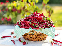 1052294_cayenne-peppers-2779828960720jpg