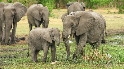 1066864_elephant-2923917960720jpg