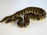 1084037_ball-python-4252717340jpg
