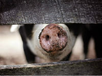 Zabranjen uvoz svinja i svinjskog mesa iz Srbije