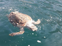 1118584_kornjaca-2jpg