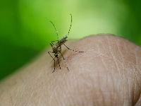1151934_bug-12782361280jpg