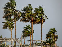 1161446_tree-31918721920jpg