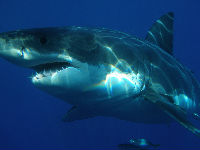 1166675_great-white-shark-3982761920jpg