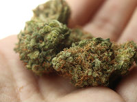 1237149_weed-25172511920jpg