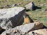 1254346_marmot-25521611280jpg