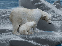 1261161_polar-bear-7096821280jpg