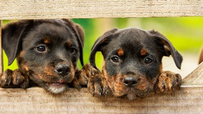 Sprovesti program "Uhvati, steriliši i pusti" rottweiler-17857601280.jpg