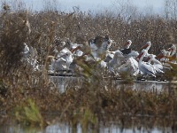 Najranije gniježđenje pelikana u istoriji istraživanja