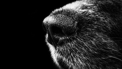 dog-1882731920.jpg