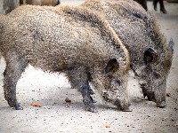 Njemačka zabilježila prvi slučaj afričke svinjske kuge