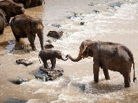 U Zimbabveu pronađeno još 12 uginulih slonova