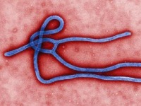 Gvineja proglasila epidemiju ebole