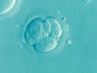 Par u Kaliforniji podnio tužbu zbog zamjene embriona