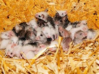 mice-3958311280.jpg