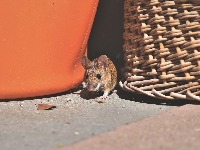 house-mouse-50592051280.jpg