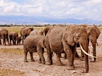 Slonovi na ekskurziji u Kini