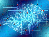 Gugl otkrio novu vrstu nervnih ćelija u mozgu?