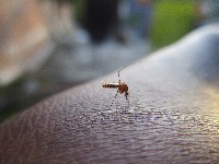 Kako da se riješite komaraca