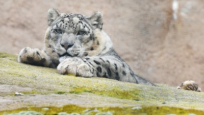Poznati leopard Rilu uginuo od korona virusa