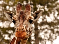 giraffe-g5cfdb6f6e1280.jpg