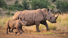 Sumatranski nosorog rođen u Indoneziji