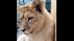 Dozvolu za transport lava očekuju do kraja maja