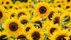 sunflowers-37929141920.jpg