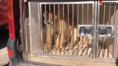 Osumnjičenima za krijumčarenje mladunčeta lava pritvor 30 dana