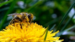 Beranska škola sa radom o pčelama na takmičenju u Kopenhagenu