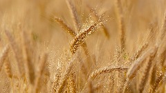 Indija zabranila izvoz pšenice